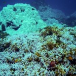 Coral Reefs May Be Able to Adapt to Moderate Climate Change