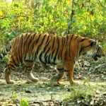 Villagers’ Land Uses Help People and Tigers in Nepal