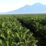 Palm Oil Giant Wilmar Commits to End Forest Destruction