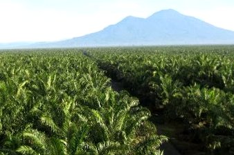 Oil Palm Plantations