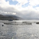 Coastal Ocean Aquaculture can be Environmentally Sustainable