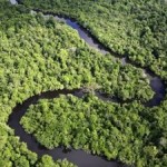 Global Community Puts Forests First with Milestone Decision on REDD+