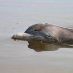 Deepwater Horizon NRDA Study Shows Possible Oil Impact on Dolphins