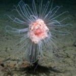 Major Reductions in Seafloor Marine Life from Climate Change by 2100