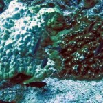 Related Coral Species Differ in how they Survive Climate Change