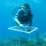 Study Shows Impact of Pollution on Coral Reefs, and Offers Solution