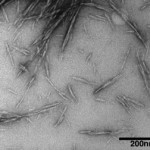 Cellulose Nanocrystals Possible Green Wonder Material