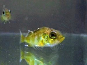 Juvenile Rockfish