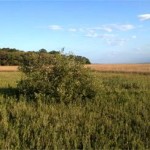 Climate Change Spurs Tropical Mangroves to Expand in the North