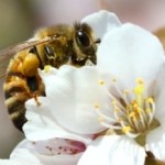 Europe Lacks 13 Million Beehives to Pollinate Crops