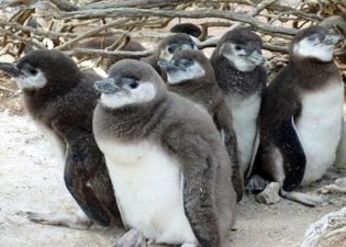Downy Penguin Chicks