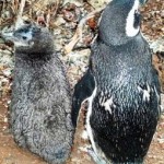 Penguin Deaths Attributed Directly to Climate Change