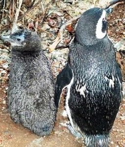 Wet Chick with Adult Penguin