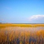 Humans Threaten Wetlands’ Ability to Keep Pace with Sea Level Rise