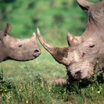 Rhino Poaching Statistics Highlight Need for Action against Crime