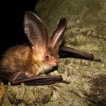 Bat Populations Recovering in Europe after Decades of Decline