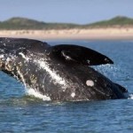 Minimizing Seismic Survey Impacts on Rare Whales