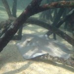 A Quarter of Sharks and Rays Threatened with Extinction