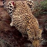 Loss of Large Carnivores Poses Global Conservation Problem