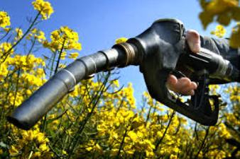 Biofuels and Bioenergy
