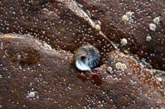 Purple Topshell Sea Snail