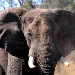 Decisive Action Agreed on Illegal Wildlife Trade