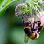 Pesticides Impair Bees’ Ability to Gather Food