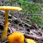 Symbiotic Fungi have Major Impact on Atmospheric Carbon