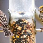 Presence of Humans, Urban Landscapes Increase Illness in Songbirds