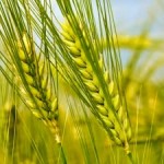 Increasing Homogeneity within Global Food Supply Warns of Risks to Food Security