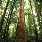 Ancient Forests Stabilised Earth’s CO2 and Climate