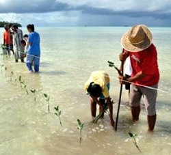 Planting Mangroves to Stop Coastal Erosion on Funafala Island, Tuvalu. © IPCC