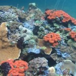 Palau’s Coral Reefs Surprisingly Resistant to Ocean Acidification