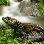 Peru’s Manu National Park Sets New Biodiversity Record