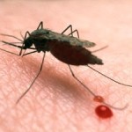 Warmer Temperatures Push Malaria to Higher Elevations