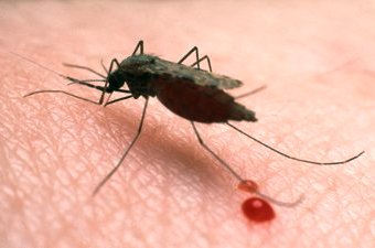 Anopheles Gambiae Mosquito