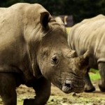 World Wildlife Day 2014 Spotlights Far-Reaching Impacts of Illegal Wildlife Trade