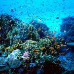 Researchers Show What is Needed to Make Marine Parks Effective