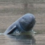 Dam Threatens Survival of Mekong Dolphins