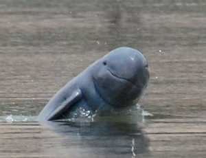 Mekong River Irrawaddy Dolphin