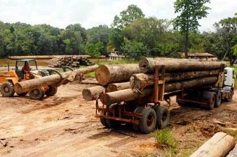 Illegal Logging in Peru