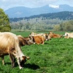 Better Livestock Diets to Combat Climate Change and Improve Food Security