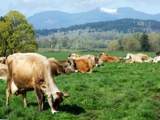 Cows Grazing in Pasture