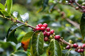 Coffee Beans