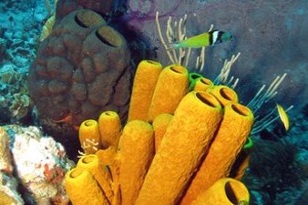 Coral Reefs and Sponges