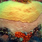 Overfishing of Caribbean Coral Reefs Favors Coral-Killing Sponges