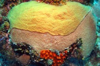 Coral Reefs and Sponges