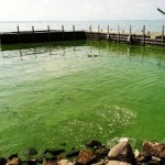 New Pollution Targets Needed to Protect Lake Erie from Dead Zone