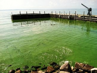 Algae Bloom in Lake Erie