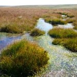 Restoring Peat Bogs Prevents Flooding, Improves Water Quality